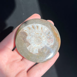 Ammonite Slab