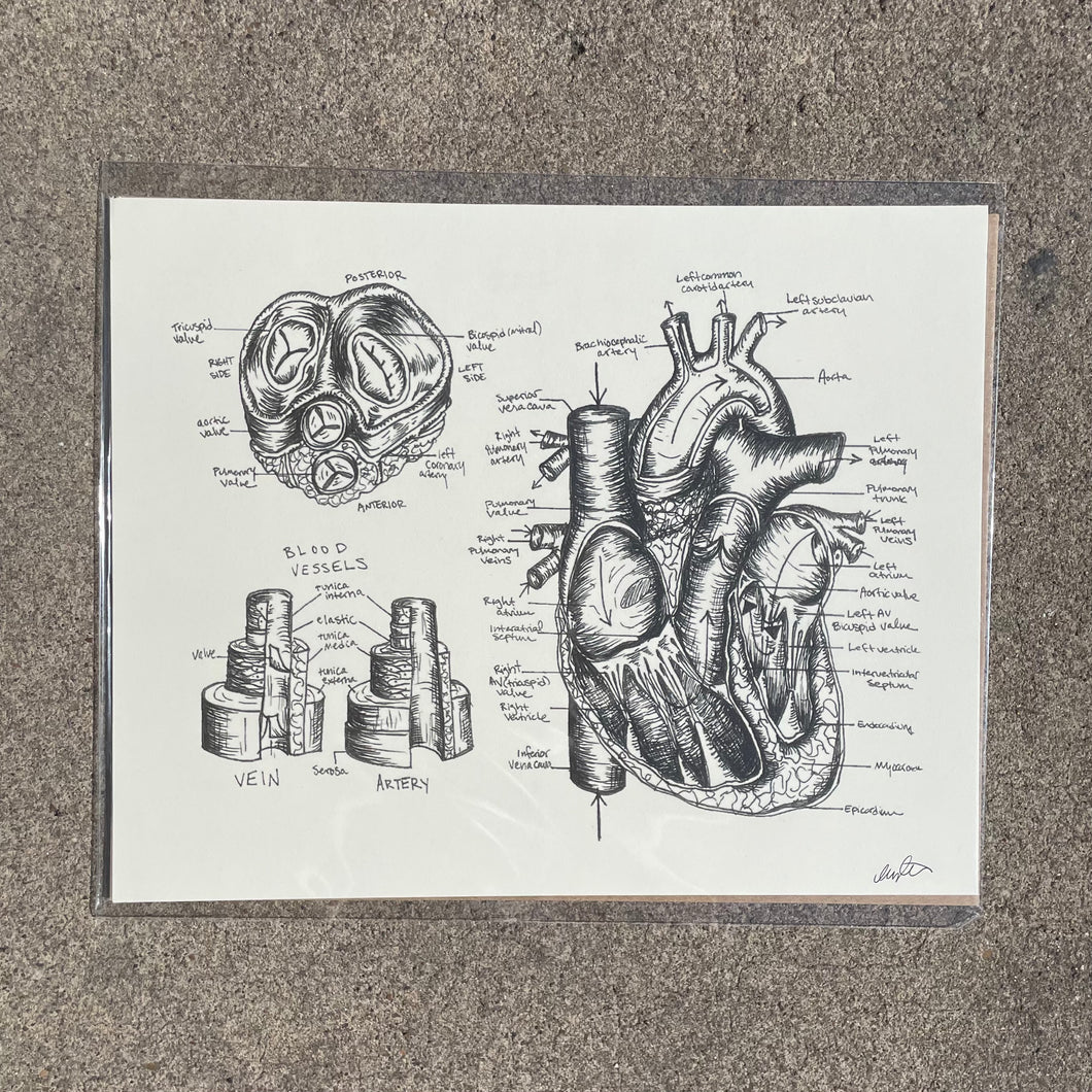 Anatomical Heart Print