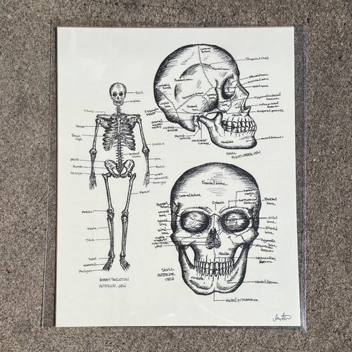 Anatomical Skeletal Print