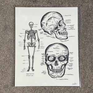 Anatomical Skeletal Print