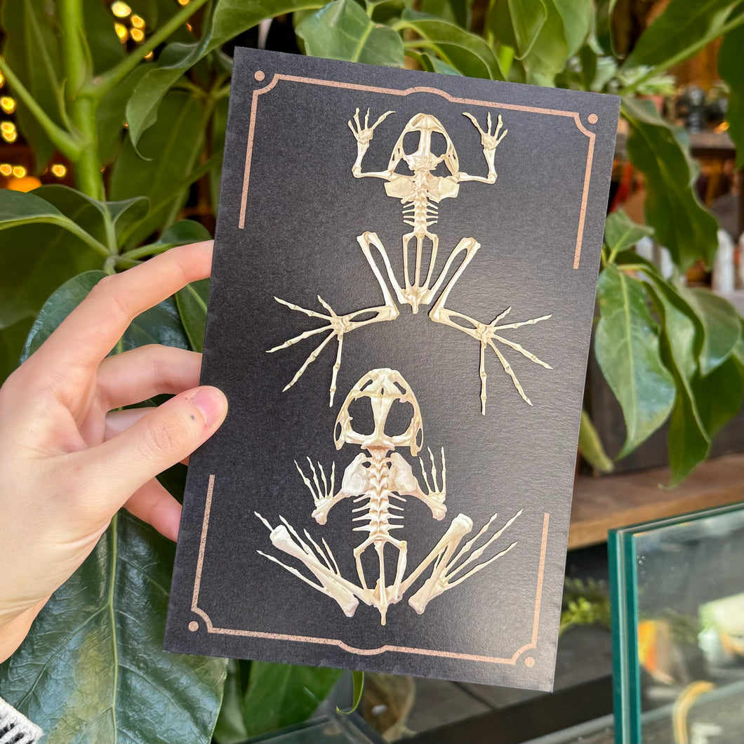 Frog Skeleton Paper Replica Set