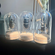 Load image into Gallery viewer, Large Insect Dome