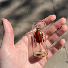 Load image into Gallery viewer, Medium Insect Dome