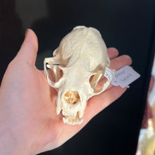 Load image into Gallery viewer, Otter Skull