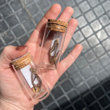 Load image into Gallery viewer, House Sparrow Feet - Large Vial
