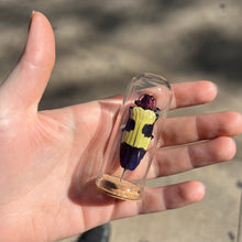 Load image into Gallery viewer, Medium Insect Dome