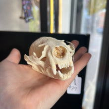 Load image into Gallery viewer, Otter Skull