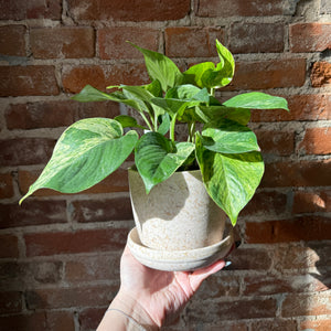 Assorted Natural Husk Planters