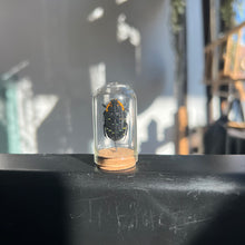 Load image into Gallery viewer, Mini Insect Dome