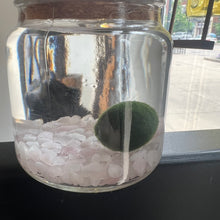 Load image into Gallery viewer, Rose Quartz Moss Ball Terrarium
