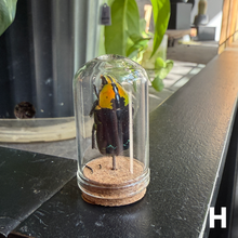 Load image into Gallery viewer, Mini Insect Dome