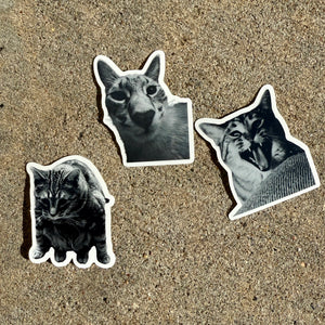 Silly Kitty Stickers