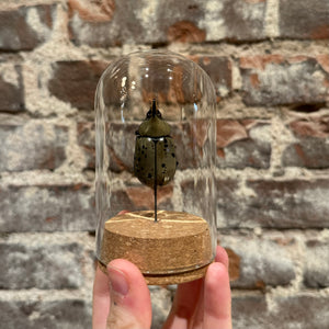 Large Insect Dome