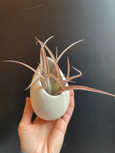 Load image into Gallery viewer, Ivory Ceramic Container + Air Plant