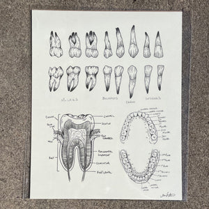 Anatomical Tooth Print