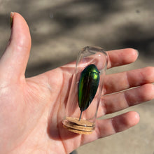 Load image into Gallery viewer, Medium Insect Dome