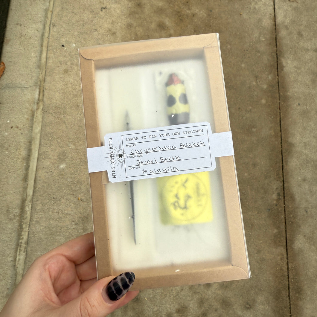 Entomology Kit - 1 specimen