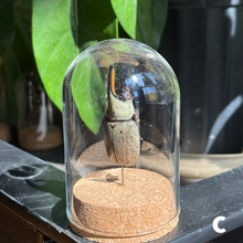 Load image into Gallery viewer, Large Insect Dome