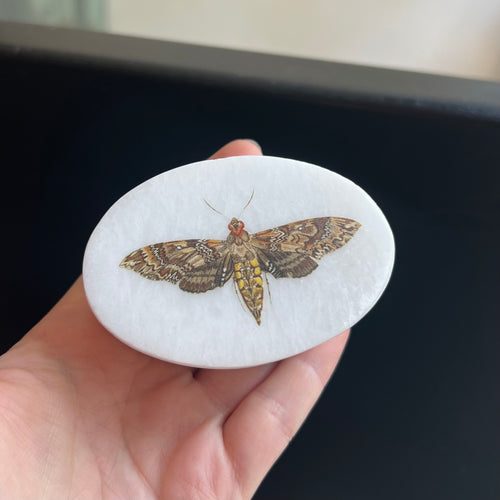Hawk Moth Box