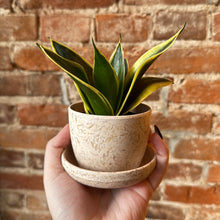 Load image into Gallery viewer, Assorted Natural Husk Planters