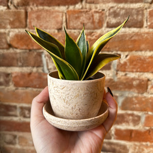 Assorted Natural Husk Planters