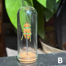 Load image into Gallery viewer, Medium Insect Dome