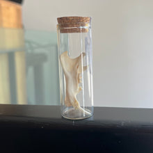 Load image into Gallery viewer, Woodchuck Bones - Medium Vial