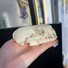 Load image into Gallery viewer, Otter Skull