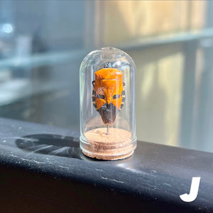 Mini Insect Dome