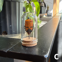 Load image into Gallery viewer, Mini Insect Dome