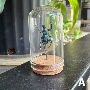 Mini Insect Dome