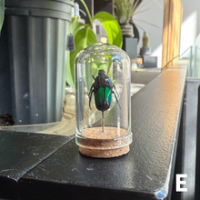 Load image into Gallery viewer, Mini Insect Dome
