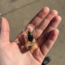 Load image into Gallery viewer, Mini Insect Dome