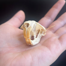 Load image into Gallery viewer, Gopher Skull