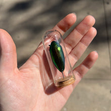 Load image into Gallery viewer, Medium Insect Dome