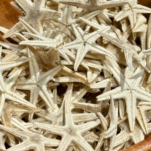 Tiny Sand Starfish