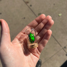 Load image into Gallery viewer, Mini Insect Dome