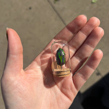 Load image into Gallery viewer, Mini Insect Dome