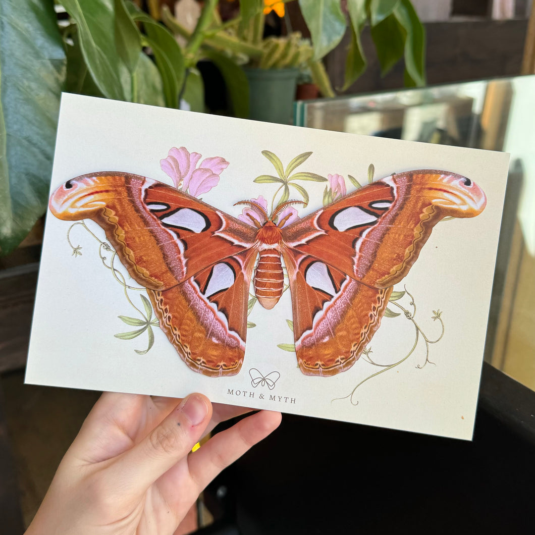 Atlas Moth Paper Replica