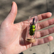 Load image into Gallery viewer, Medium Insect Dome