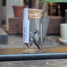 Load image into Gallery viewer, Deer Bones - Small Vial