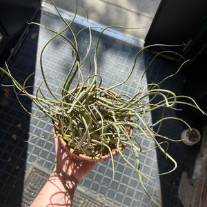 Tillandsia Baileyi Air Plant