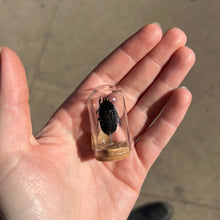 Load image into Gallery viewer, Mini Insect Dome