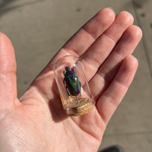 Load image into Gallery viewer, Mini Insect Dome