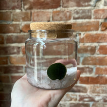 Load image into Gallery viewer, Rose Quartz Moss Ball Terrarium