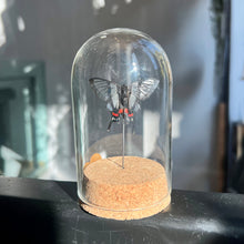 Load image into Gallery viewer, Large Insect Dome