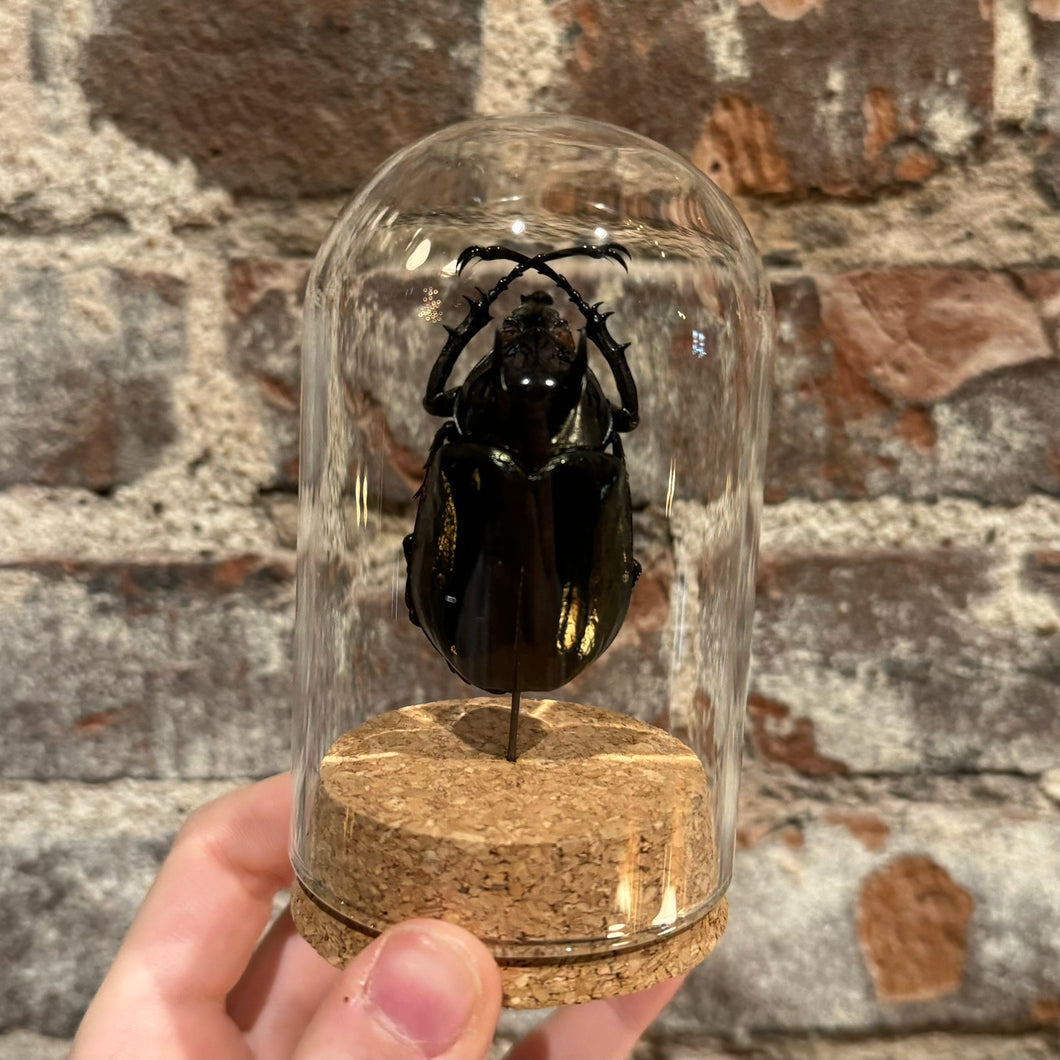 Large Insect Dome