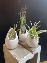 Load image into Gallery viewer, Ivory Ceramic Container + Air Plant