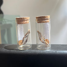Load image into Gallery viewer, House Sparrow Feet - Large Vial