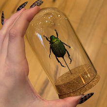 Load image into Gallery viewer, Large Insect Dome